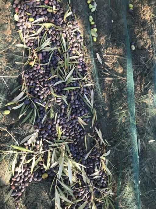 Agriturismo Il Sorbino - Appartamento Da Cocca Pian d'Alma Esterno foto