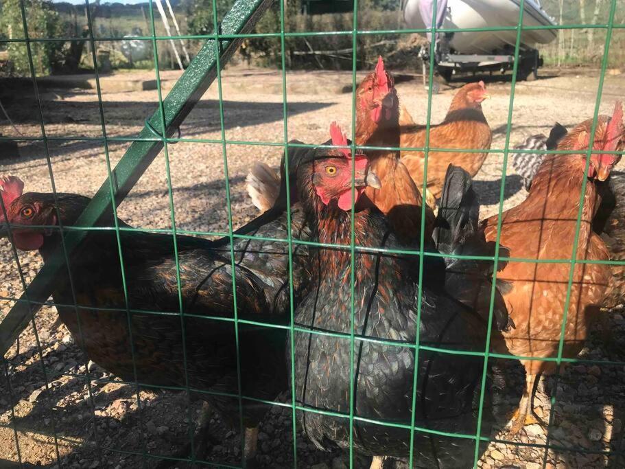 Agriturismo Il Sorbino - Appartamento Da Cocca Pian d'Alma Esterno foto