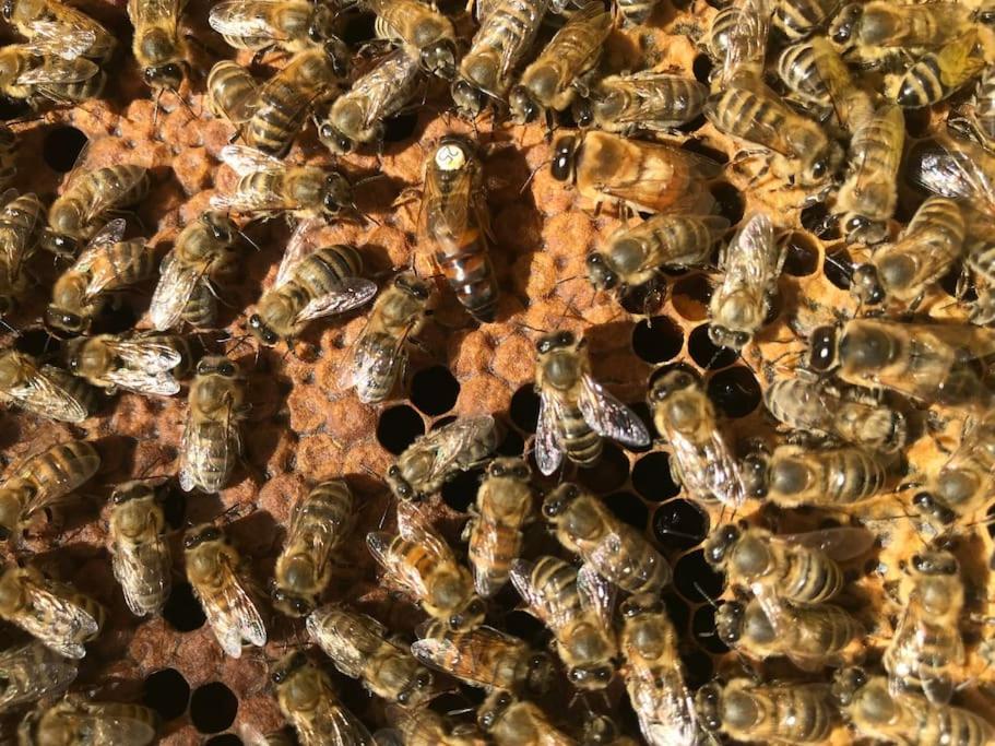Agriturismo Il Sorbino - Appartamento Da Cocca Pian d'Alma Esterno foto