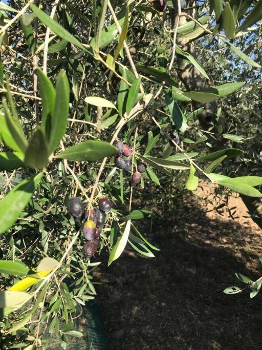 Agriturismo Il Sorbino - Appartamento Da Cocca Pian d'Alma Esterno foto