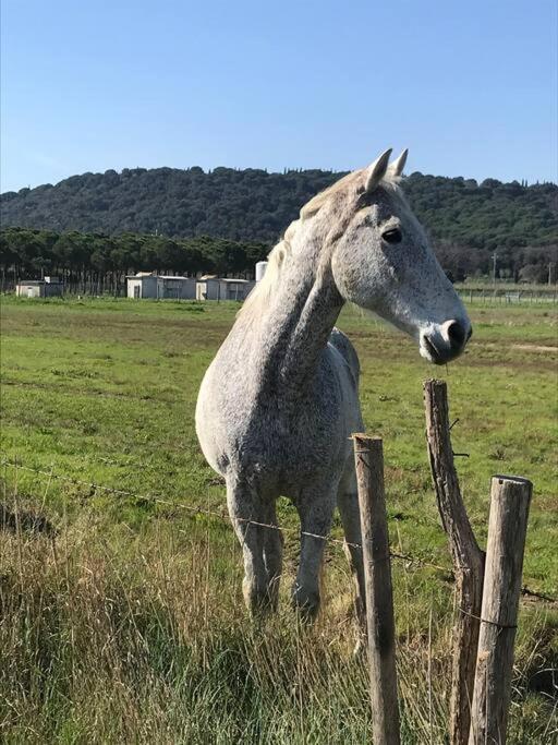 Agriturismo Il Sorbino - Appartamento Da Cocca Pian d'Alma Esterno foto