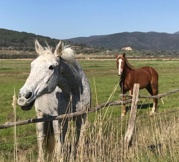 Agriturismo Il Sorbino - Appartamento Da Cocca Pian d'Alma Esterno foto